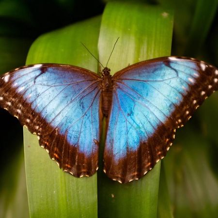 Veragua Rainforest Puerto Limon Zewnętrze zdjęcie