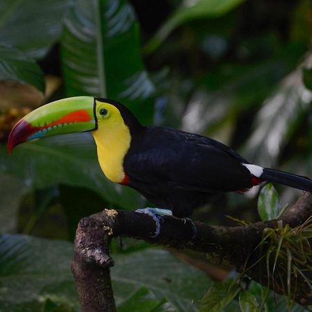 Veragua Rainforest Puerto Limon Zewnętrze zdjęcie