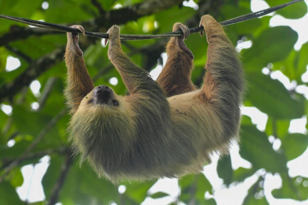 Veragua Rainforest Puerto Limon Zewnętrze zdjęcie