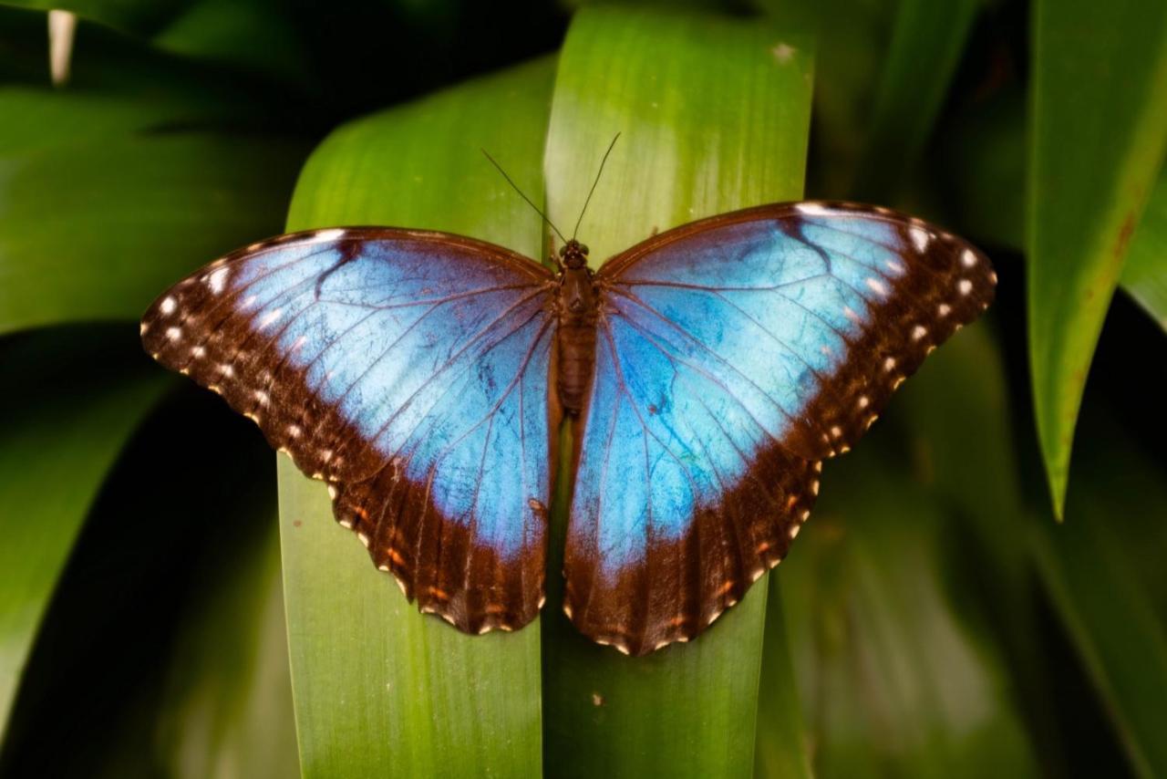 Veragua Rainforest Puerto Limon Zewnętrze zdjęcie