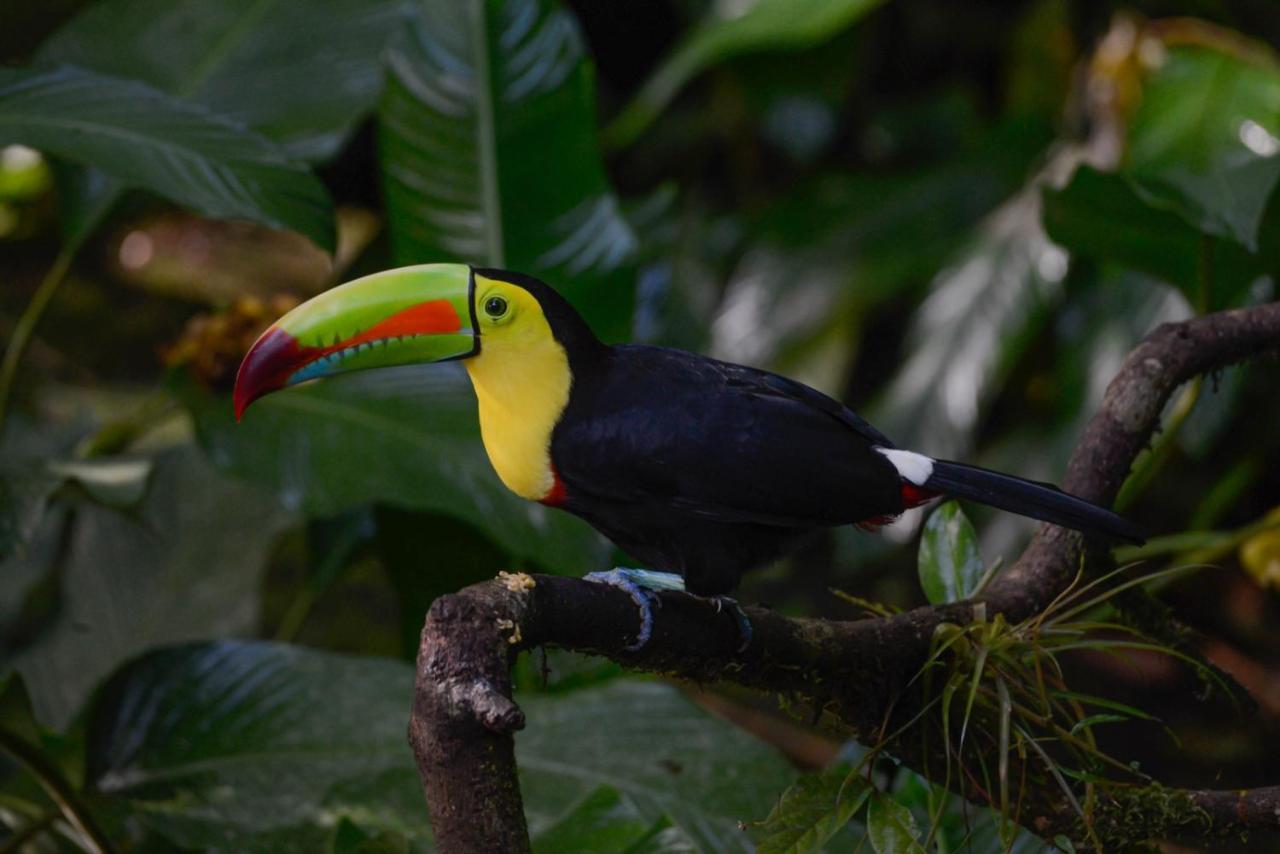 Veragua Rainforest Puerto Limon Zewnętrze zdjęcie