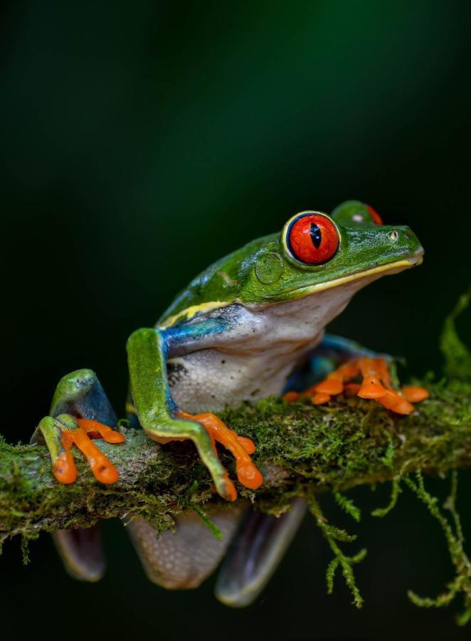 Veragua Rainforest Puerto Limon Zewnętrze zdjęcie